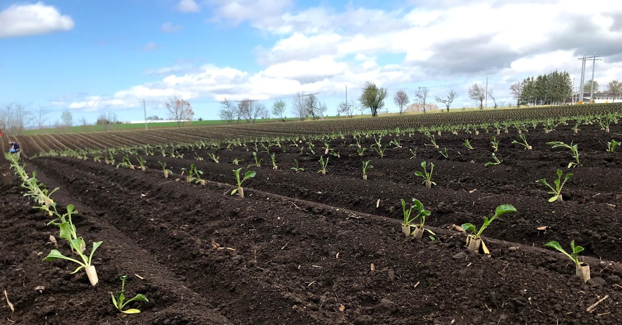 畑をてくてく歩いて ビートを補植 吉田拓実 さいこうファーム Okhotsk Bihoro Note 畑をてくてく歩いて ビートを補植 吉田拓実 さいこうファーム Okhotsk Bihoro Note