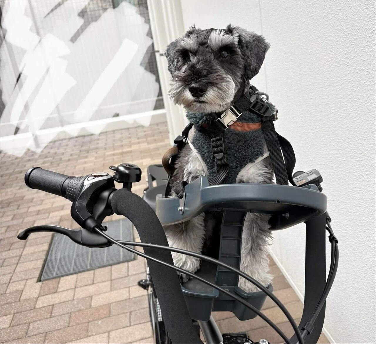 犬と電動自転車】Panasonic BP02にBuddy Riderは付く？｜モス
