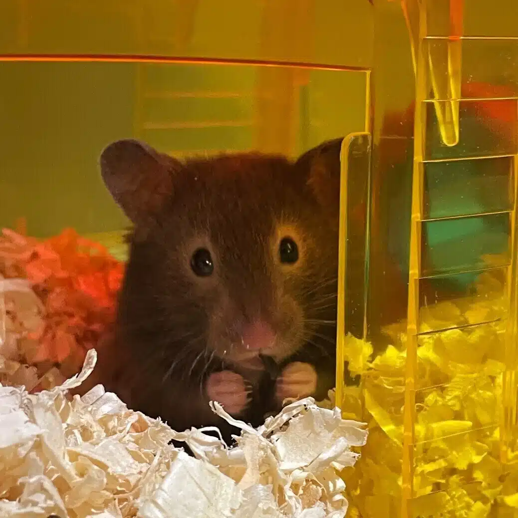 コロナ後遺症日記│ドクターひろみん