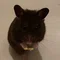 おこげ|ココロを整えたいハムスター