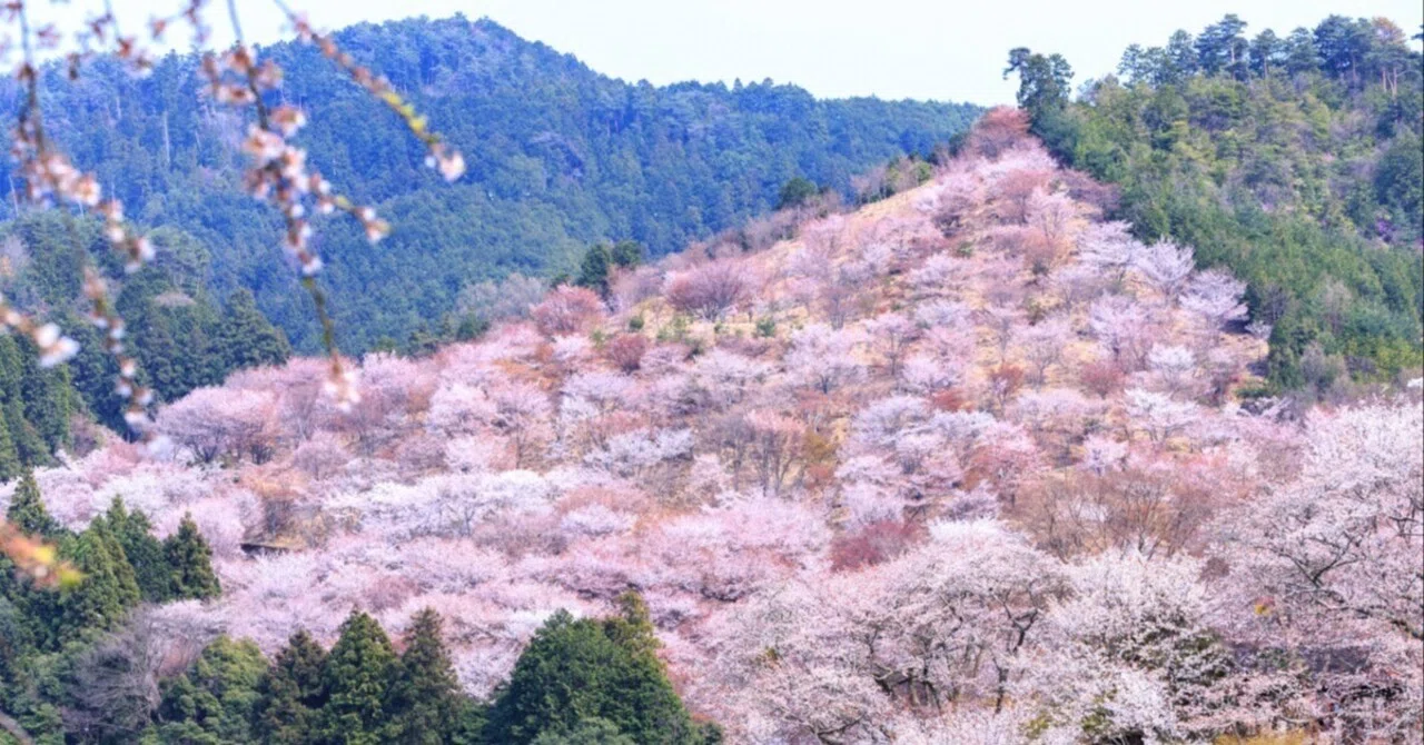 Cherry Blossom Viewing Guide for Guests Staying at 'Chochin no