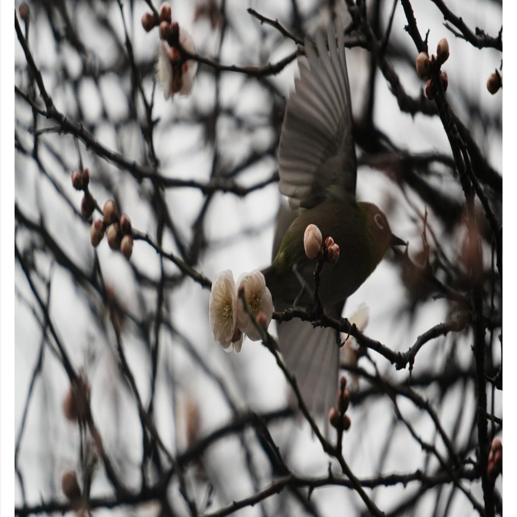 今日もメジロ｜とりごーり