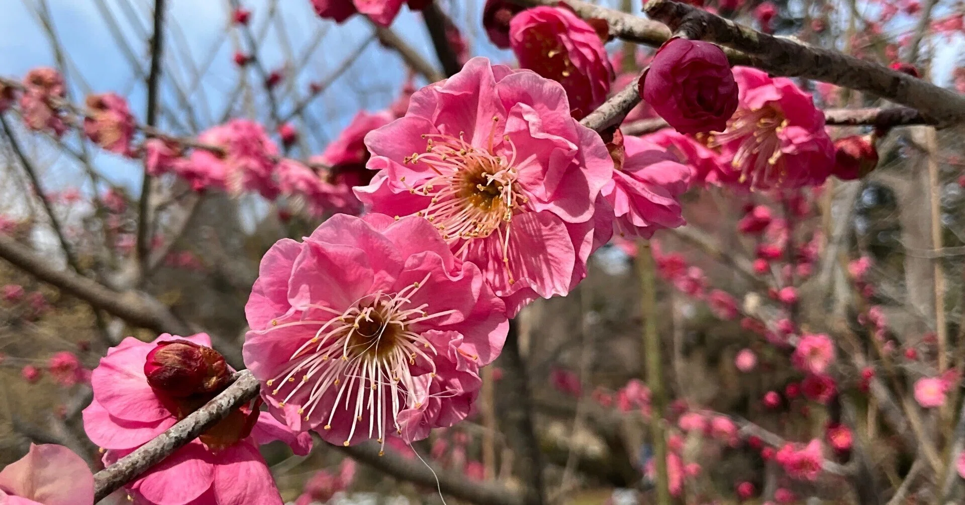 満開の梅の八重寒紅（京都府立植物園）：2026年2月10日（火）｜藤井