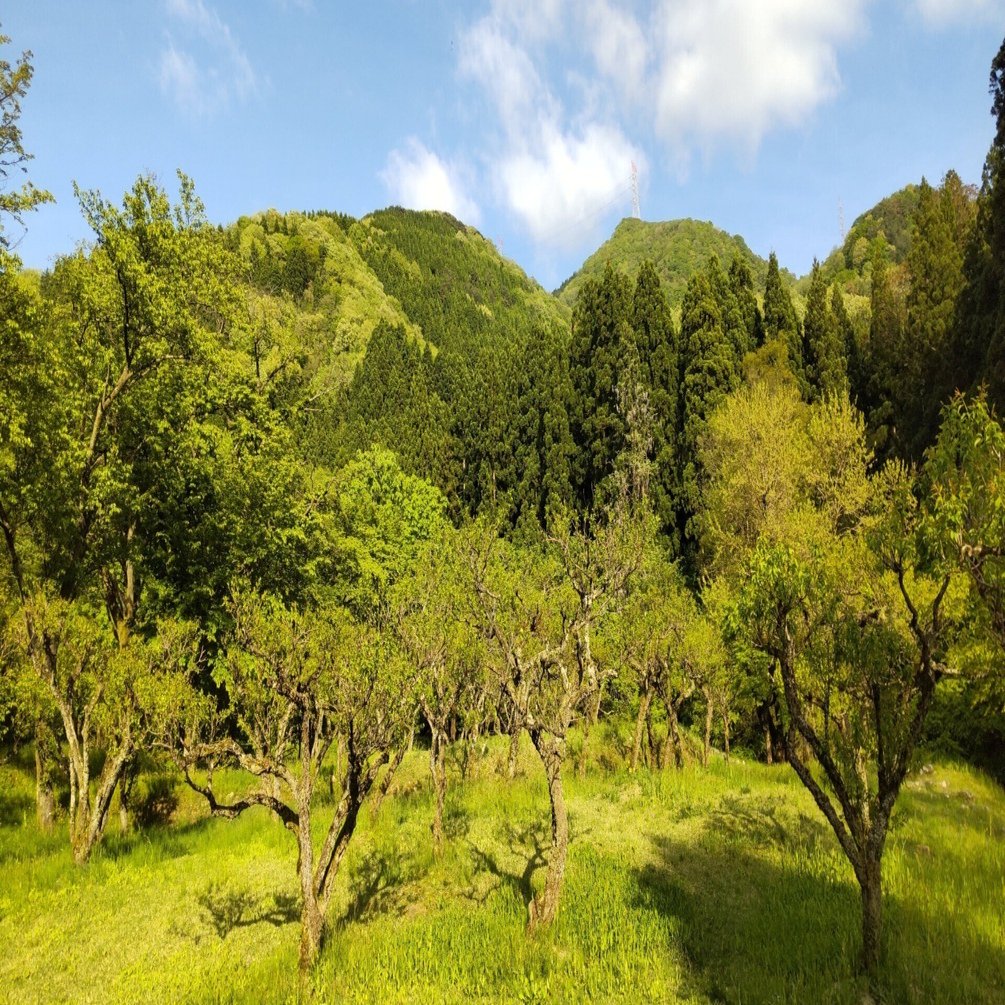 消えそうな自分を、森で拾う』――声・評価・透明になる恐怖の、その先へ