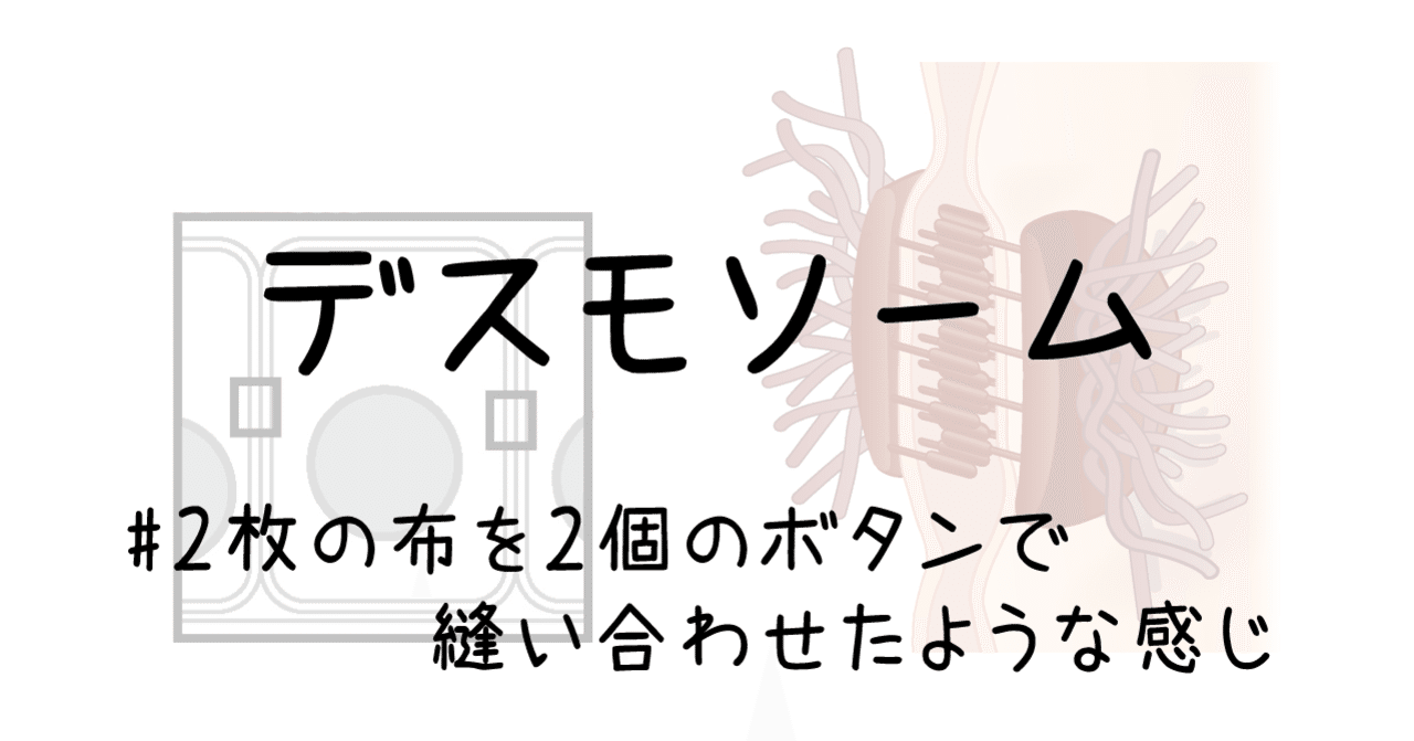 細胞間接着装置 デスモソーム 接着斑 黒澤一弘 note