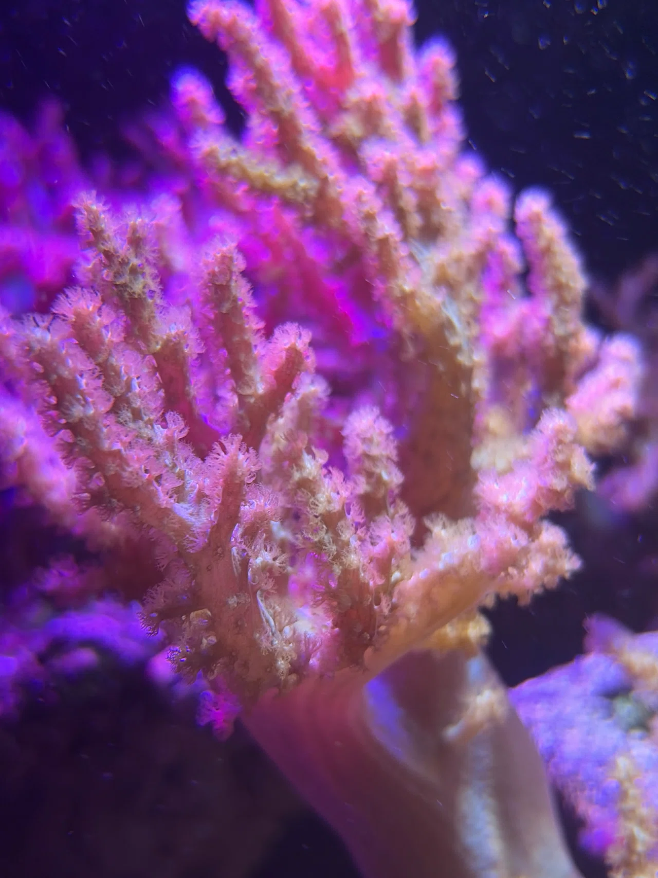 寒い日でもサンゴで南国気分｜北里アクアリウムラボ