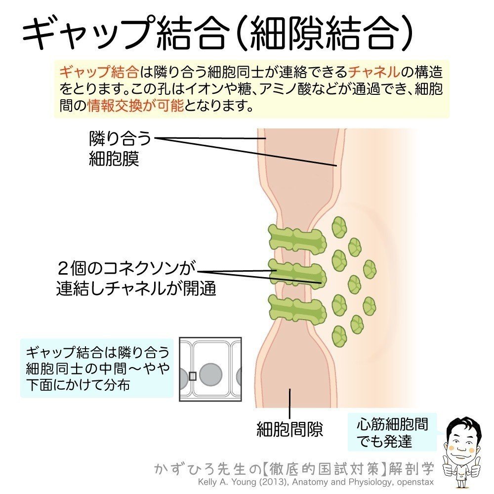 細胞間接着装置 ギャップ結合 細隙結合 かずひろ先生 黒澤一弘 解剖学 Note