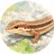 南米好き·ペルーガチ勢yuquitos