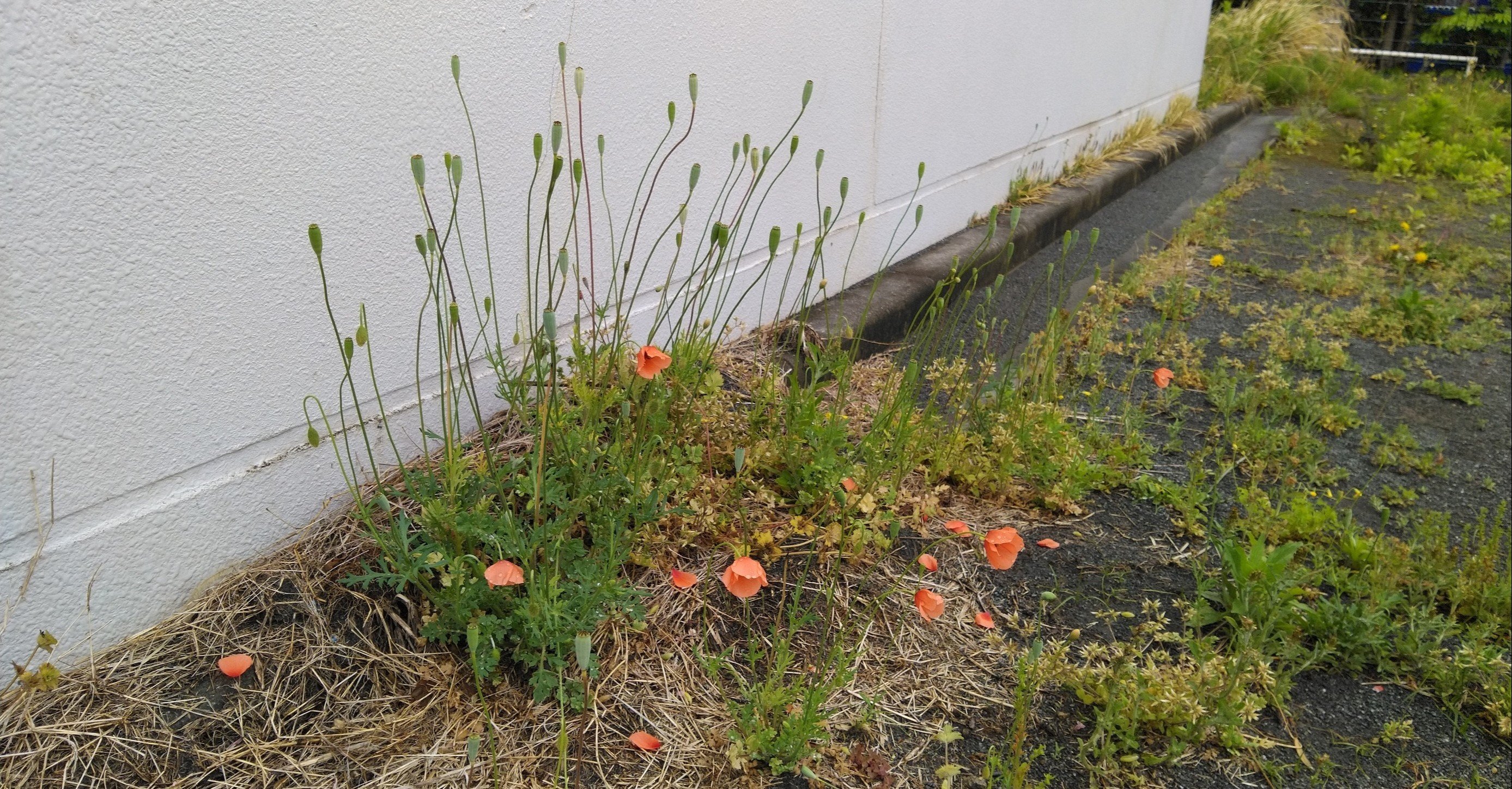 生活科 雑草図鑑 ナガミヒナゲシ編 Jun Note