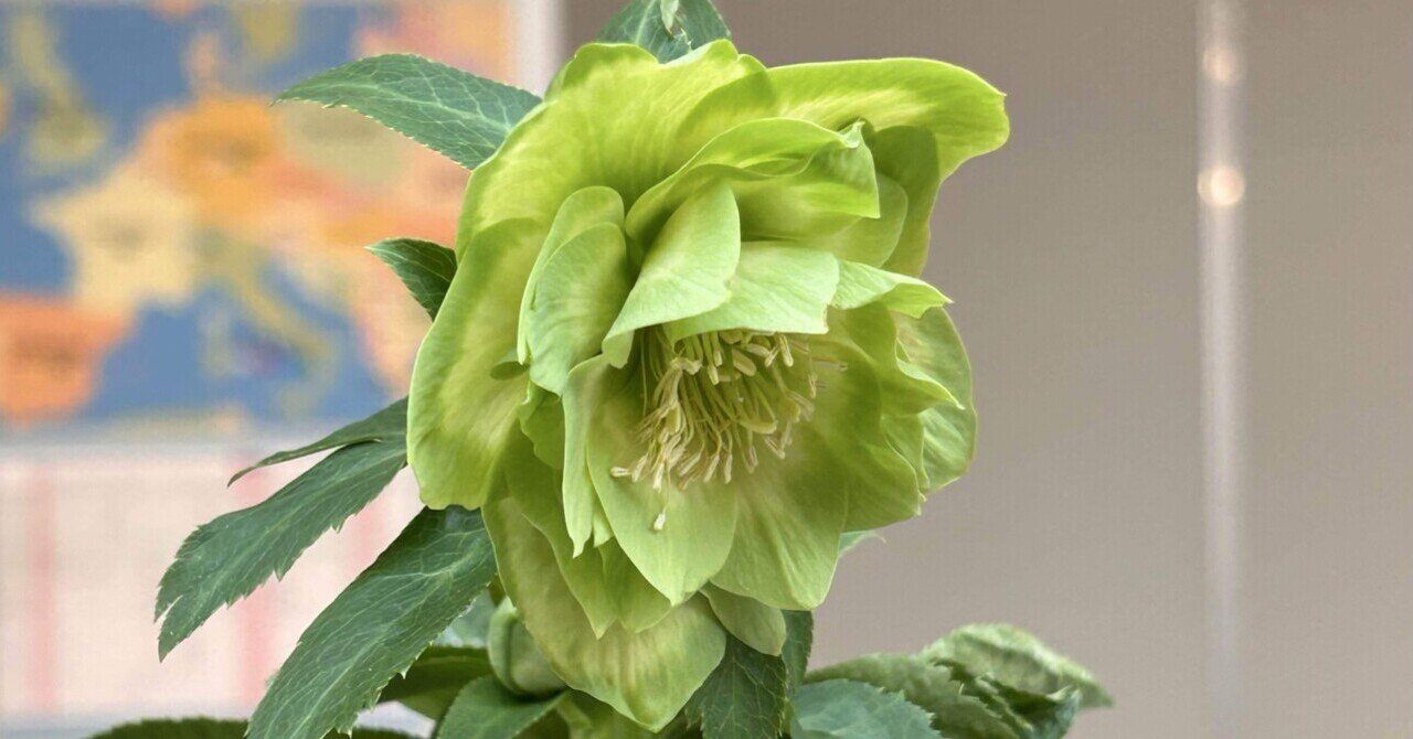 クリスマスローズって、こんなに種類があるのね。｜ウプサラ