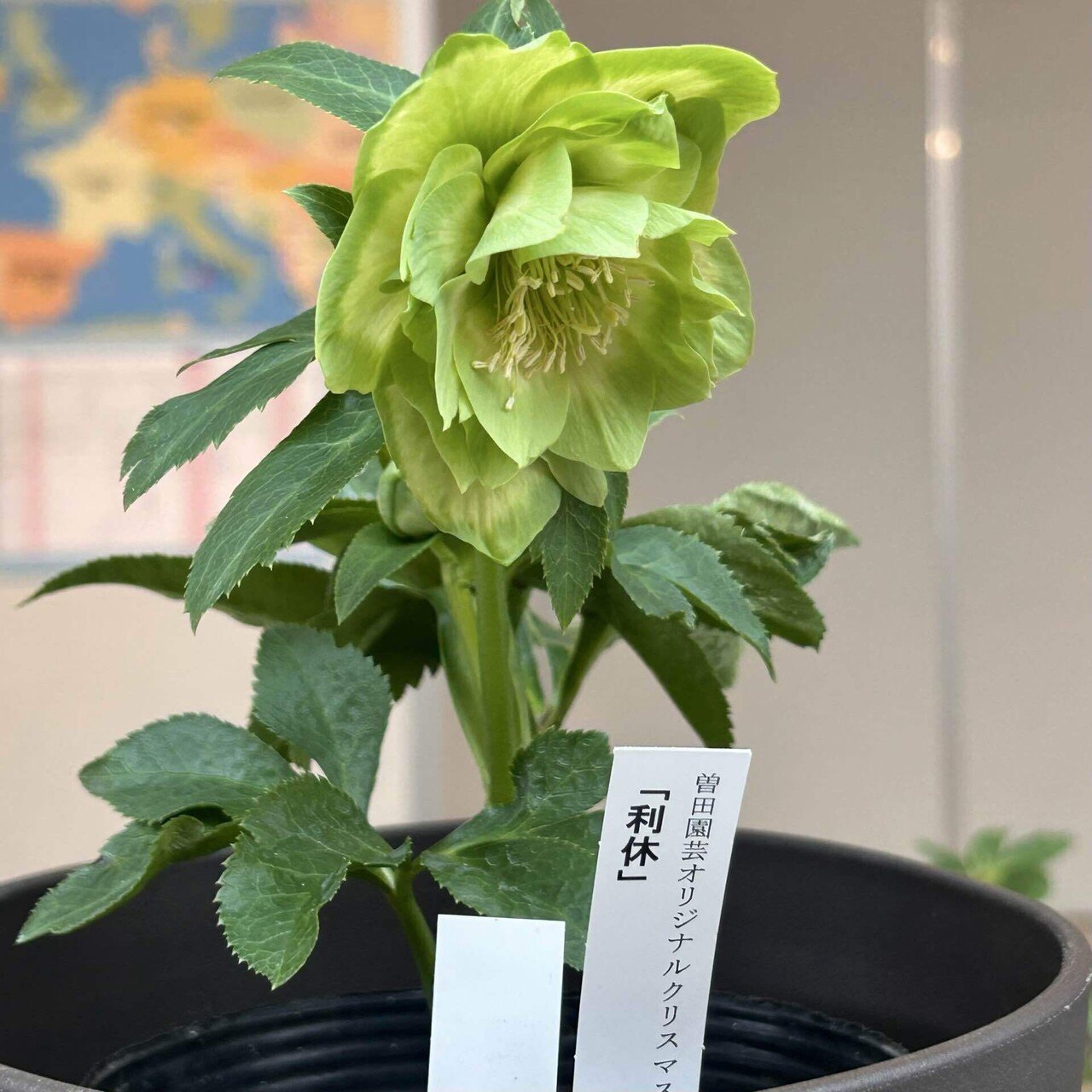 クリスマスローズって、こんなに種類があるのね。｜ウプサラ