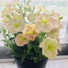 あさぎはな Note あさぎはな Note