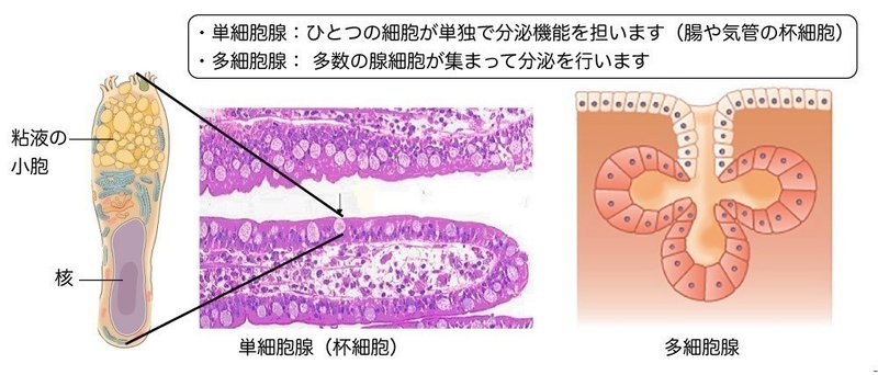 単細胞腺と多細胞腺 杯細胞は日本の杯ではなくてゴブレット 黒澤一弘 Note