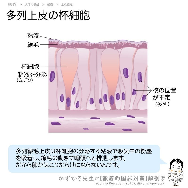 単細胞腺と多細胞腺 杯細胞は日本の杯ではなくてゴブレット 黒澤一弘 Note
