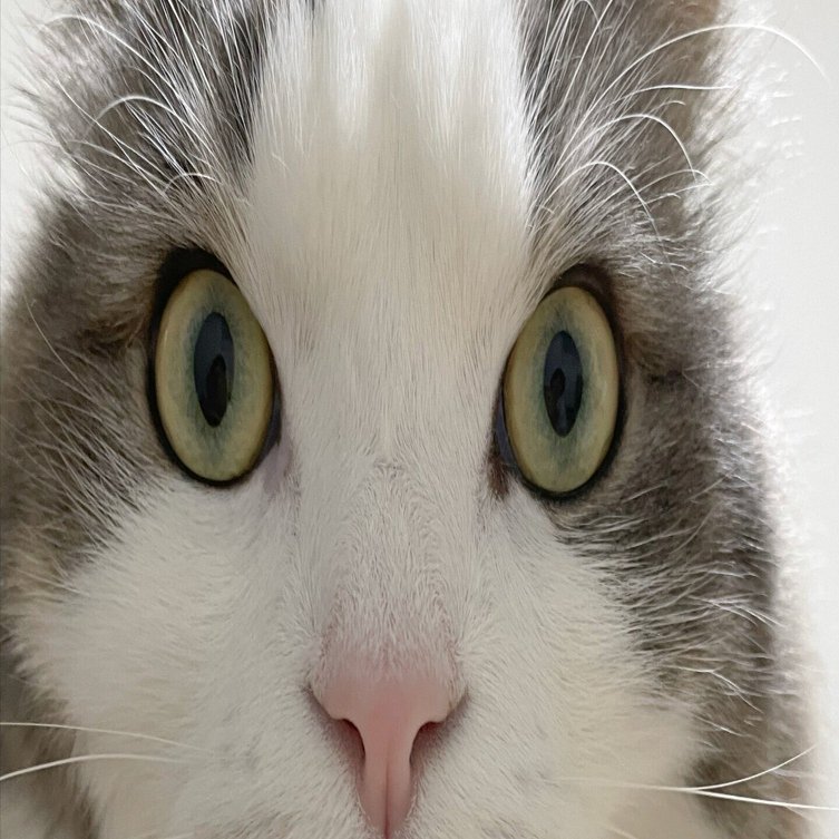 えっ？！の猫｜みちゅねこ