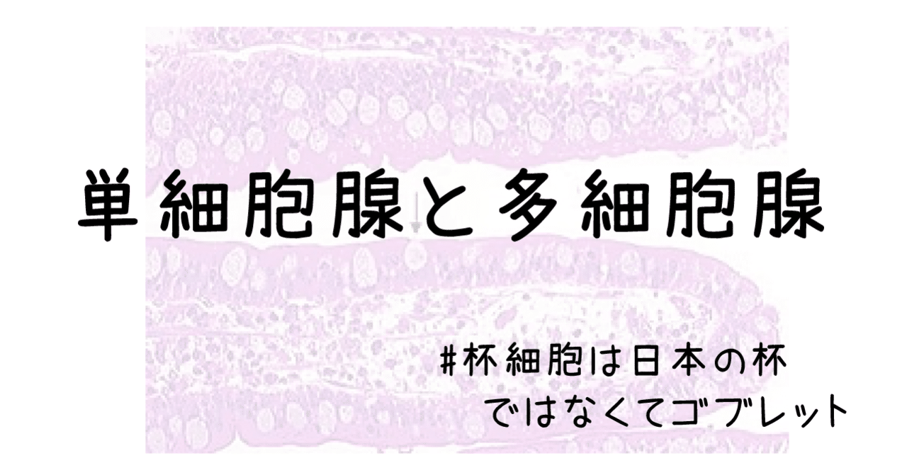 単細胞腺と多細胞腺 #杯細胞は日本の杯ではなくてゴブレット|かずひろ先生(黒澤一弘|解剖学)