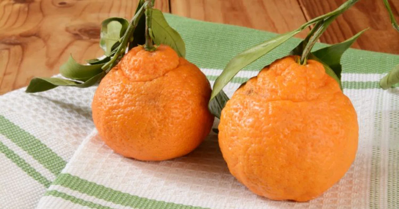 最新｜Sumo Citrus（デコポン）は免疫システムを助けるのか？