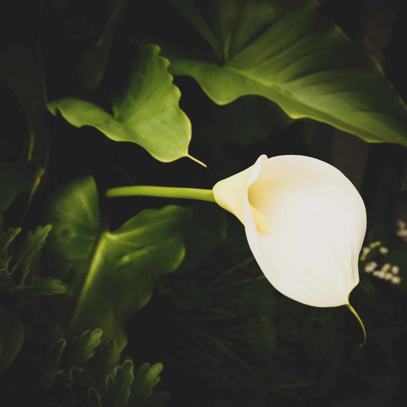 カメラ女子必見 ライカの入門機 Leica D Lux7 作例レビューその 東京 渋谷 旅するフォトグラファー スナップガール Note