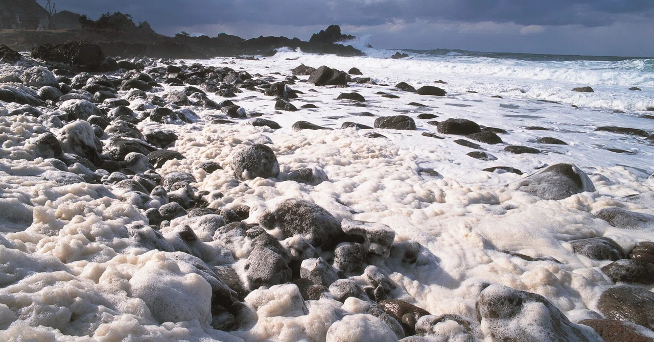 【福井観光】冬の日本海に舞う“泡の花吹雪”——自然現象「波の花」の見方と楽しみ方｜芦原湯の町観光旅館案内所