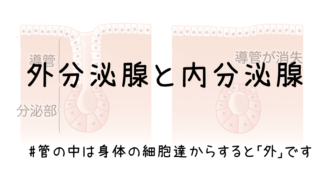 外分泌腺と内分泌腺 管の中は身体の細胞達からすると 外 です 黒澤一弘 Note