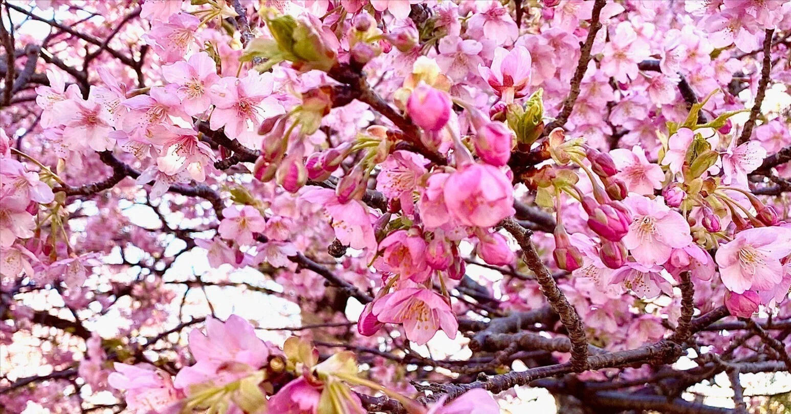 2月下旬頃花期を迎える早咲きの河津桜。原木は静岡県伊豆河津町、京都
