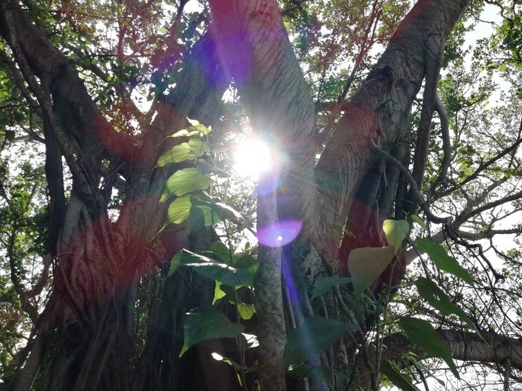 那覇市内の波の上ビーチと、波上宮の近くに、大きなガジュマルの木がありました！