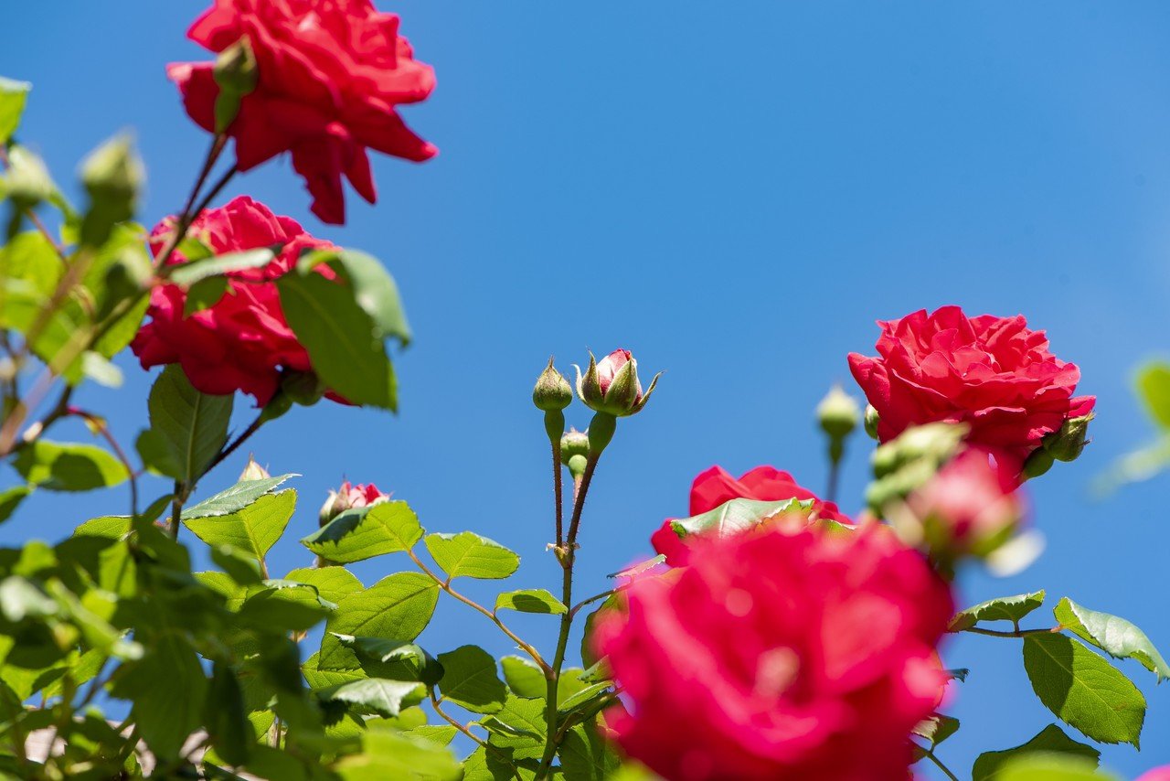 花の女王といえば バラ Tomoko Oya Note