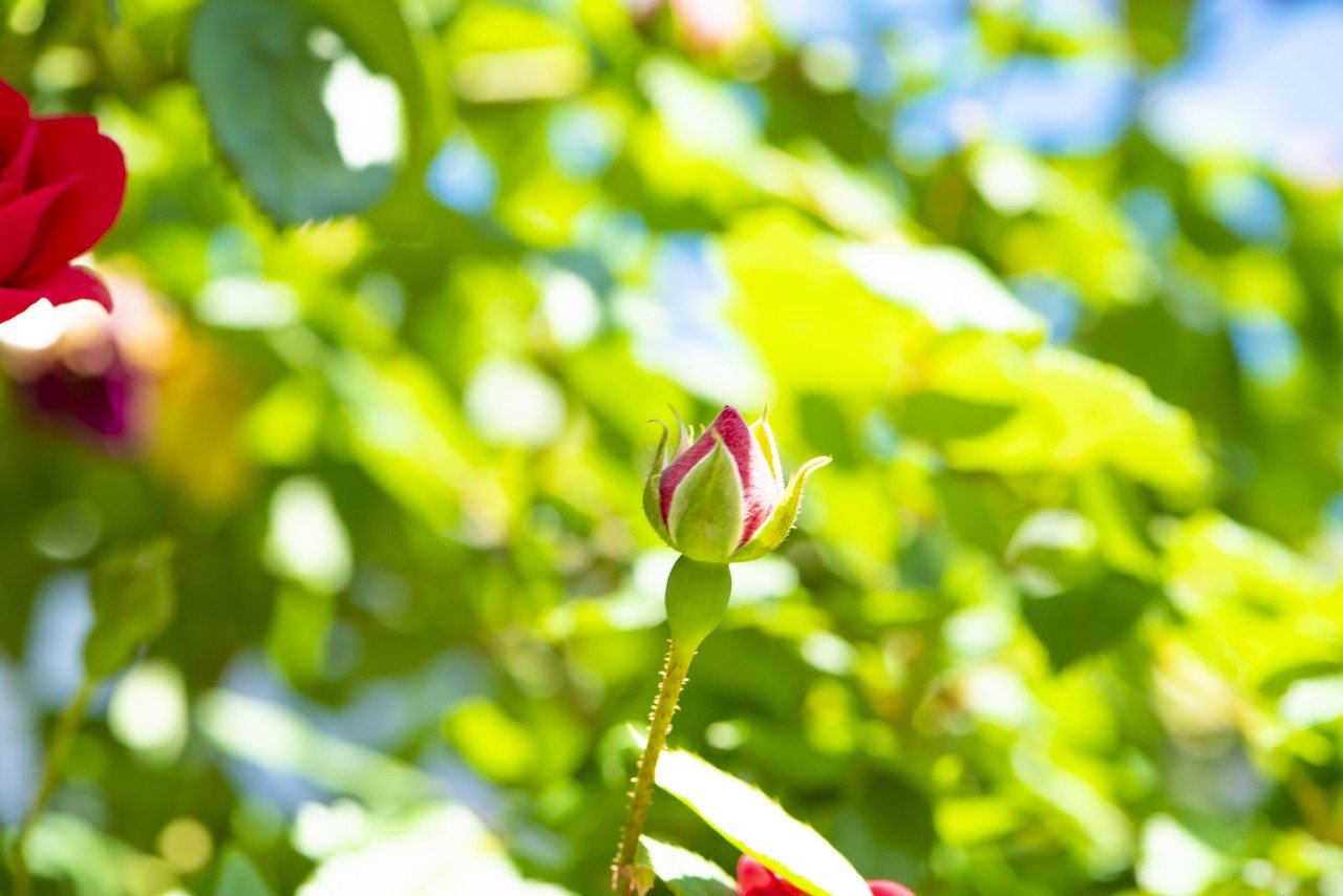 花の女王といえば バラ Tomoko Oya Note