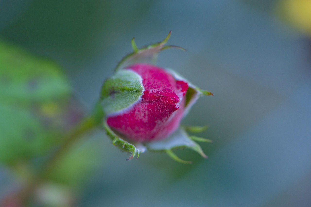 花の女王といえば バラ Tomoko Oya Note