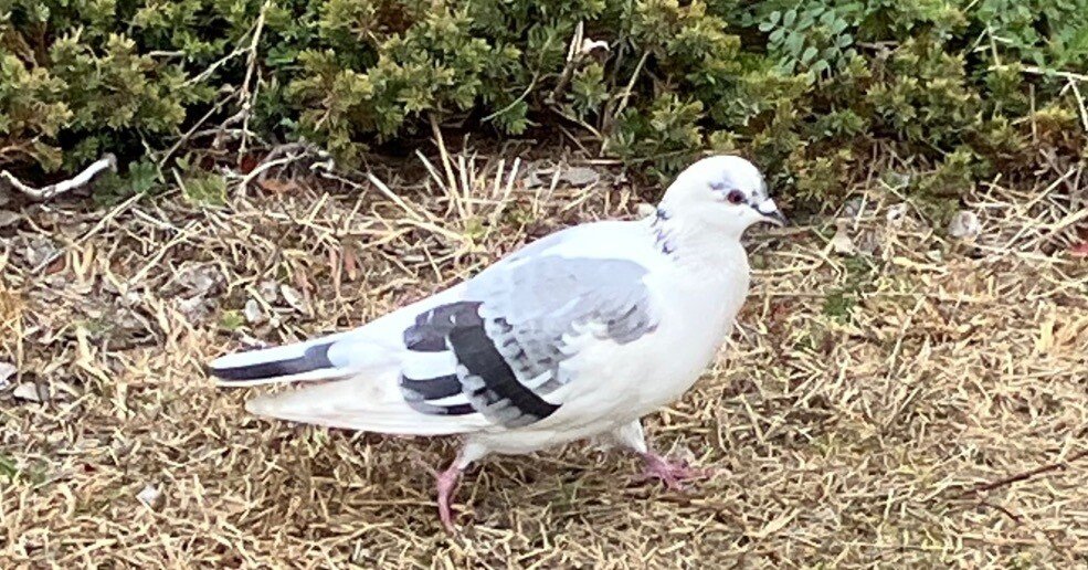 ぽっぽっぽ♪｜弘せりえ