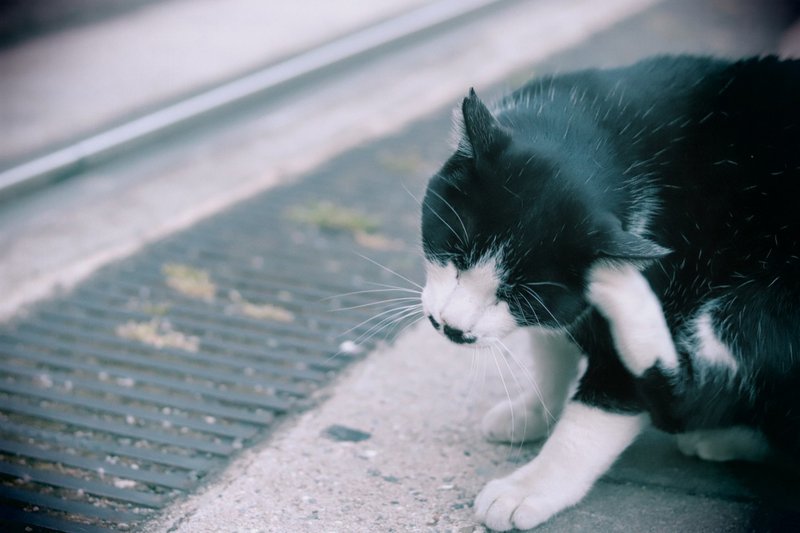 ジャパンおじさん ごぼう Note