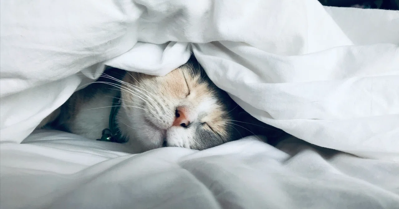 [Logical Neuroscience] Sleep is not 'slacking off' but 'work' — The ...
