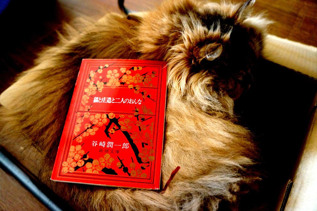 猫の上に谷崎潤一郎 猫と庄造と二人のおんな を乗せたら しばらくの間一点を見つめぼーっとしていた チャヘア Note 猫の上に谷崎潤一郎 猫と庄造と二人のおんな を乗せたら しばらくの間一点を見つめぼーっとしていた チャヘア Note