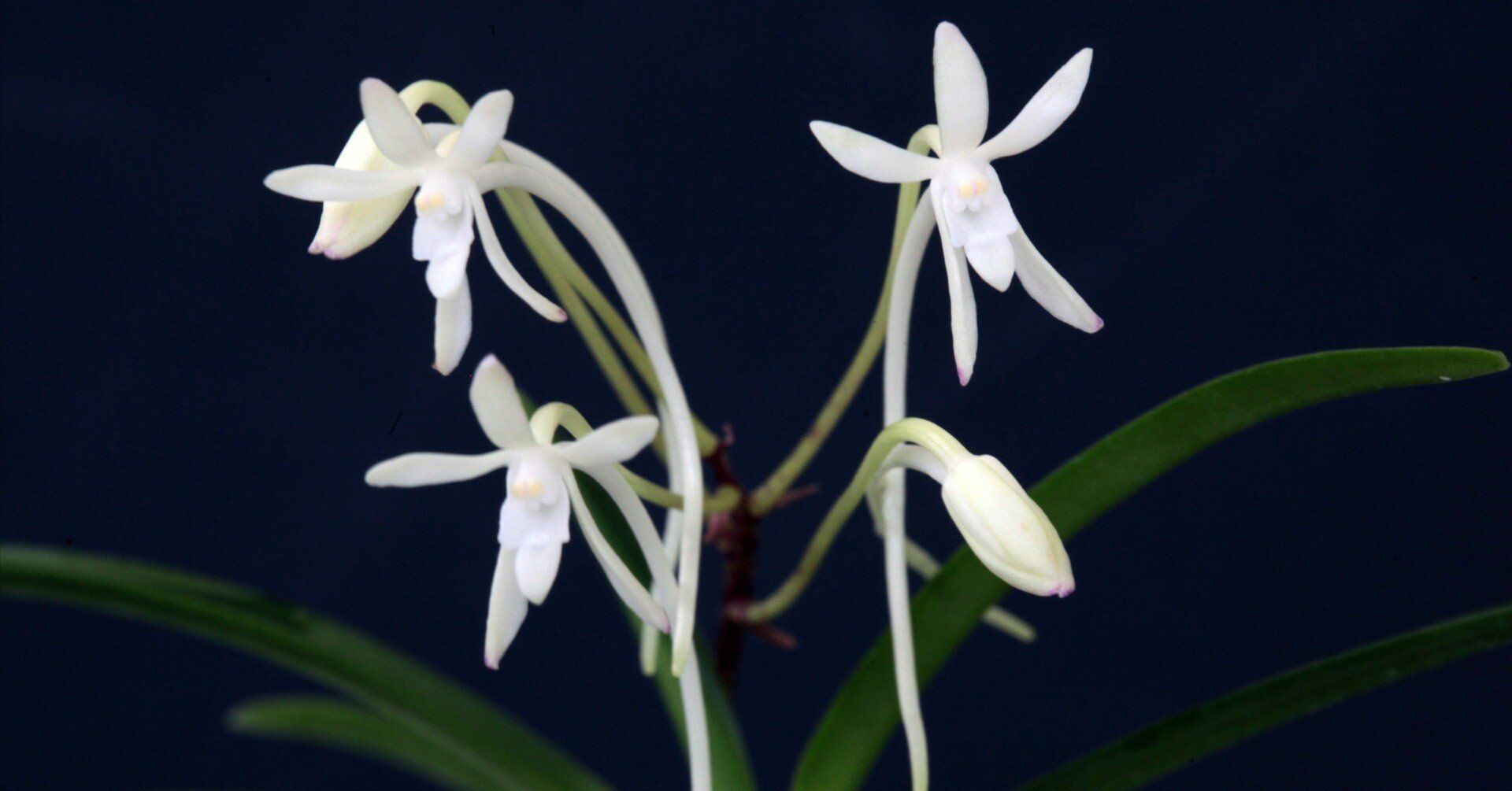 富貴蘭「光明殿」の花（過去の画像倉庫から）｜KJ Morison