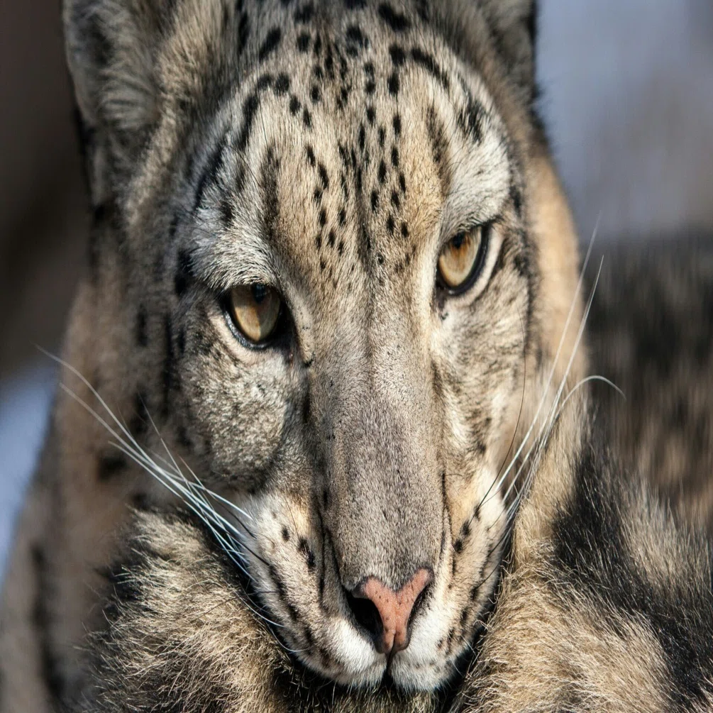 ユキヒョウの身体能力 The Snow Leopard's Physical Abilities｜Toshii