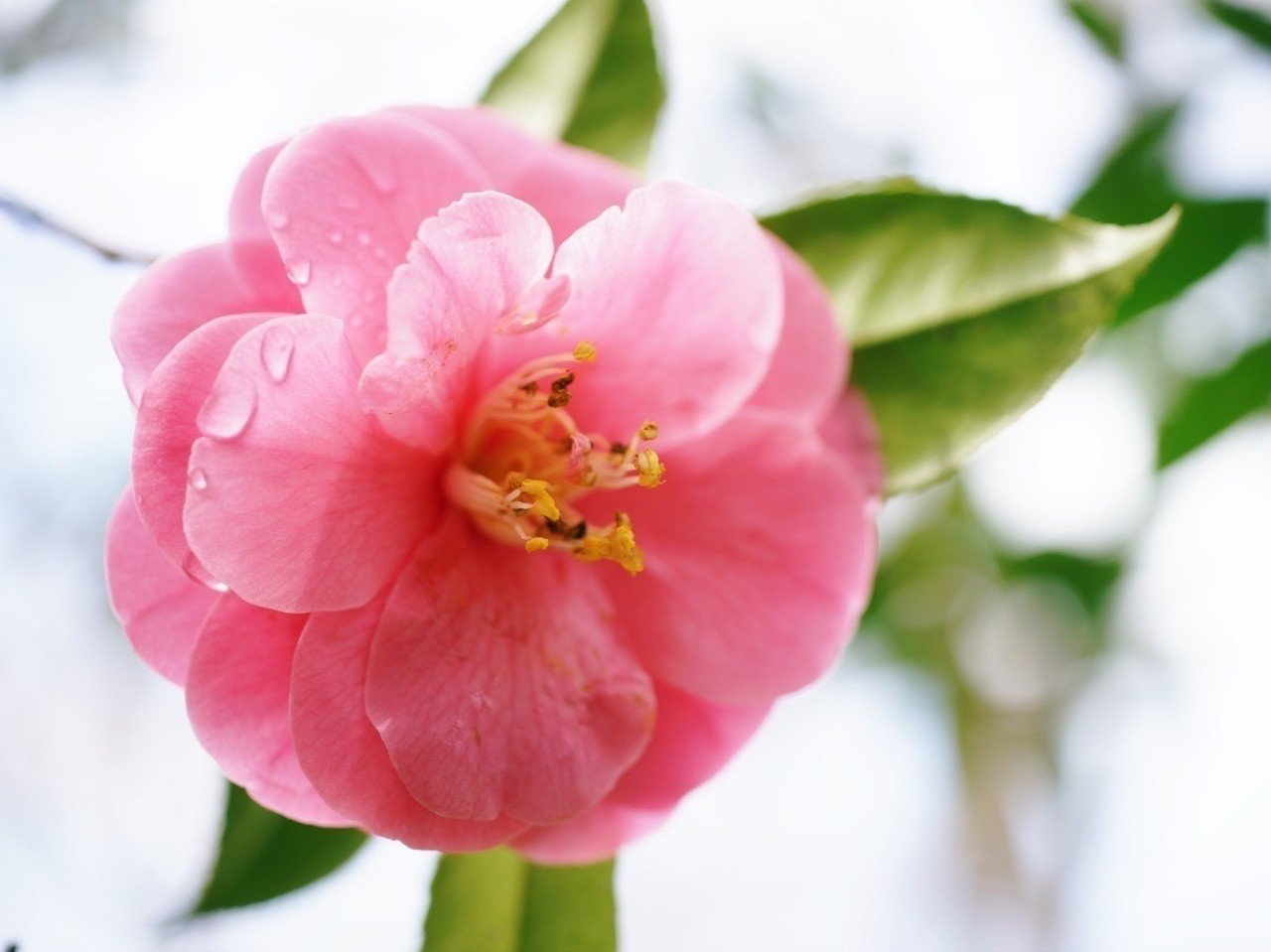 ピンクの椿たち Tshimo Note