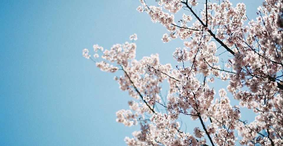 桜の花びらみたいに全部ふわぁーっとどこか飛んでいっちゃえばいいのに