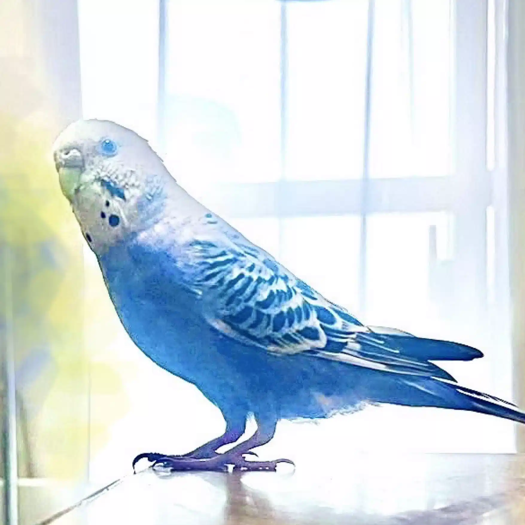 Blue Bell
