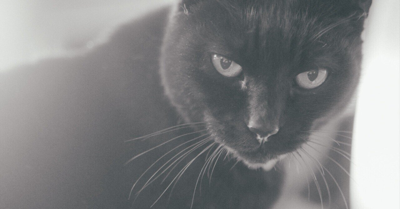 モノクロで撮る、クロネコたち｜にしお家