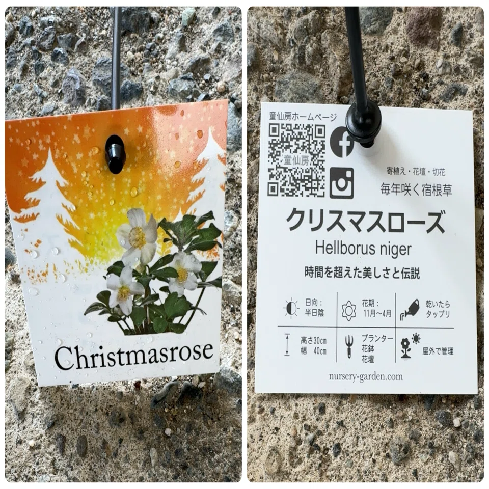 備忘録】クリスマスローズ｜ごご茶