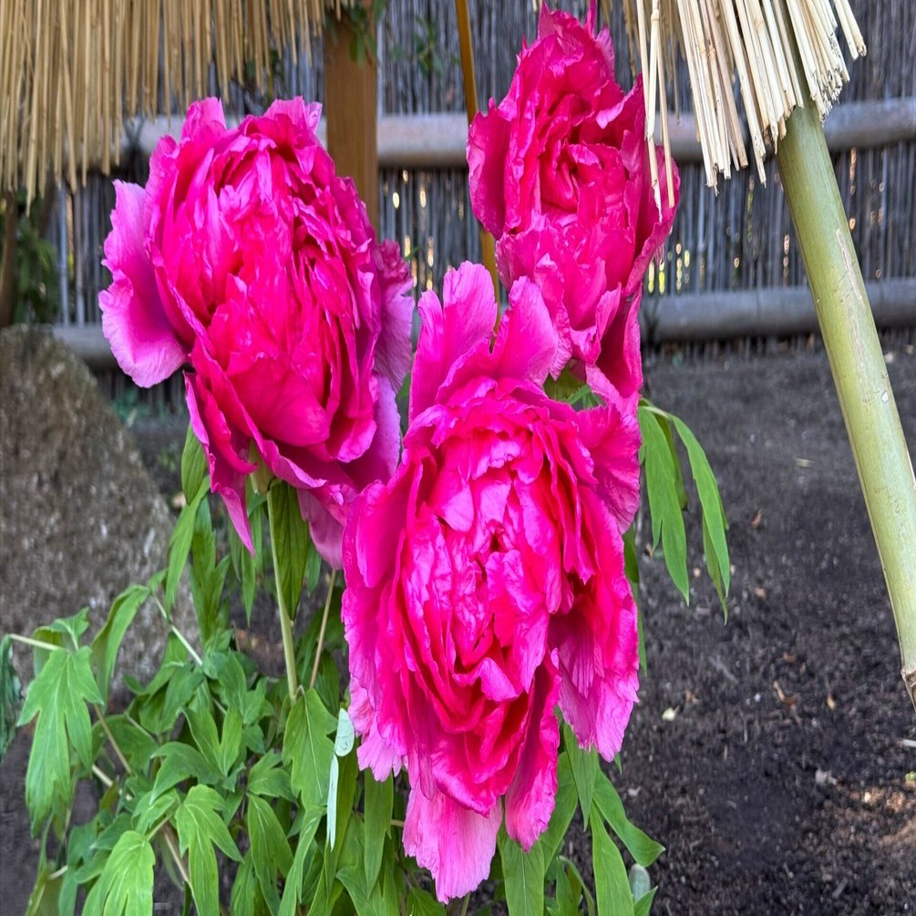 冬ボタン見頃｜Cressonboy