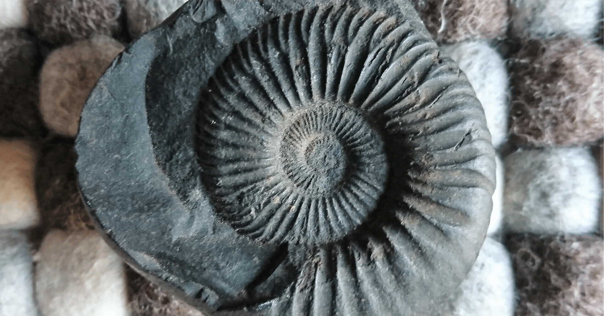 ハシマトシヒロ日記2026④化石｜ハシマトシヒロ