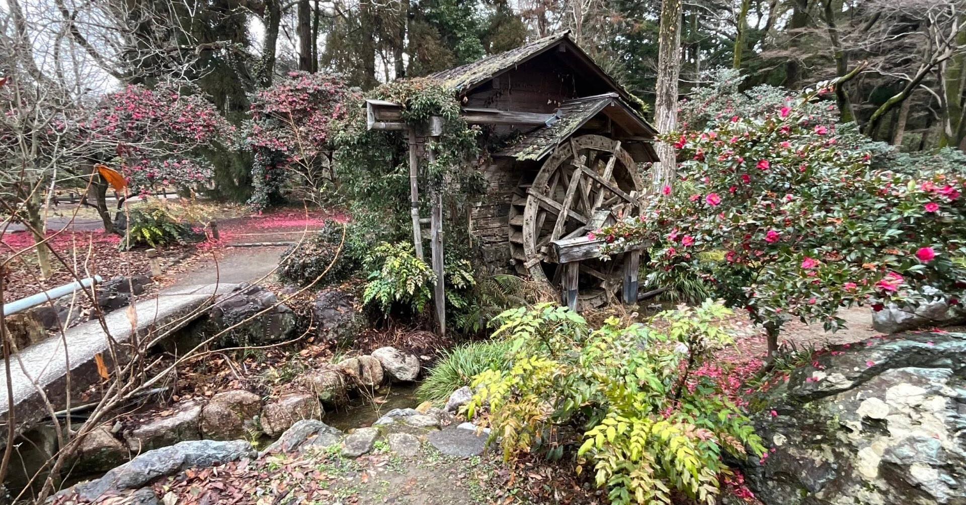 水車とサザンカ（京都府立植物園）：2026年2月11日（水）｜藤井秀昭