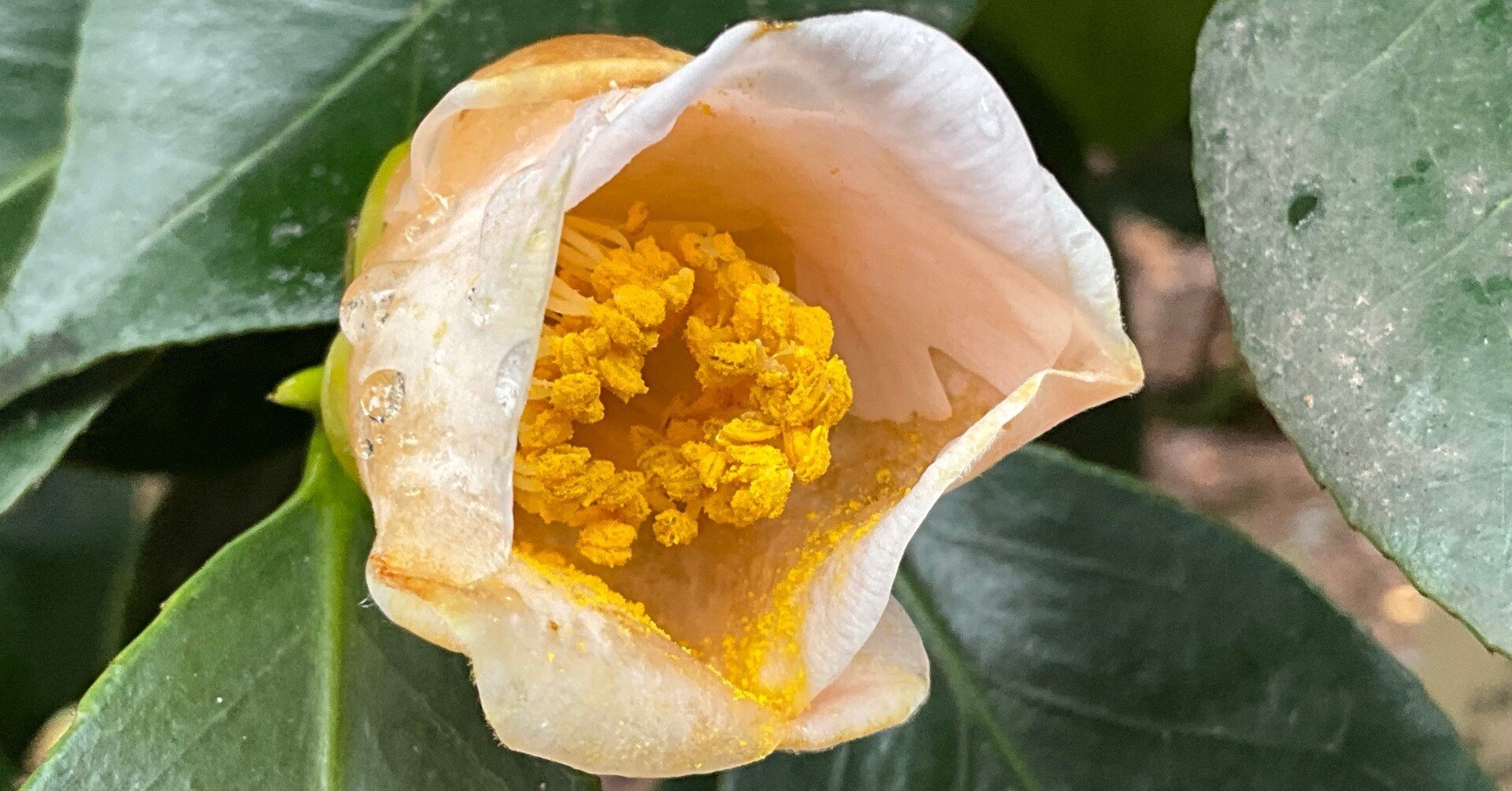 瑠璃椿・乙女椿・梅ヶ香（京都府立植物園）：2026年2月11日（水