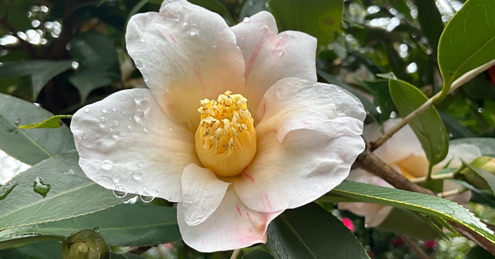 雪中花（京都府立植物園）：2026年2月11日（水）｜藤井秀昭（『京都