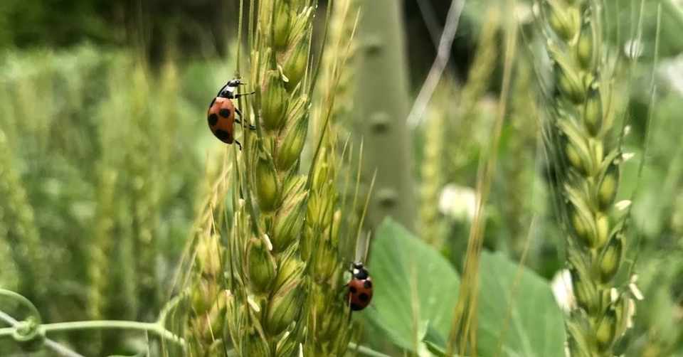 アトピーなくても春 夏は痒い かゆみ対策には最適な季節 Massun Note