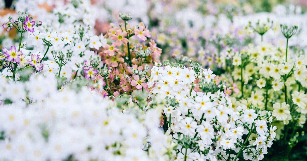 花の咲く季節が戻ってくる｜どいしゅんすけ