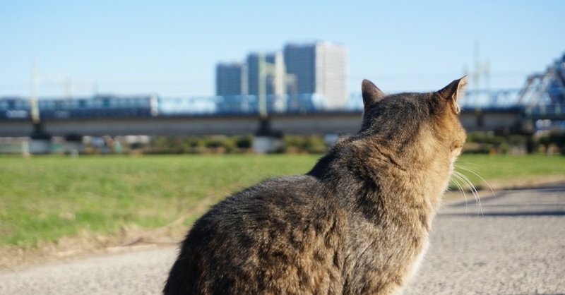 猫の散歩と電車ごっこ