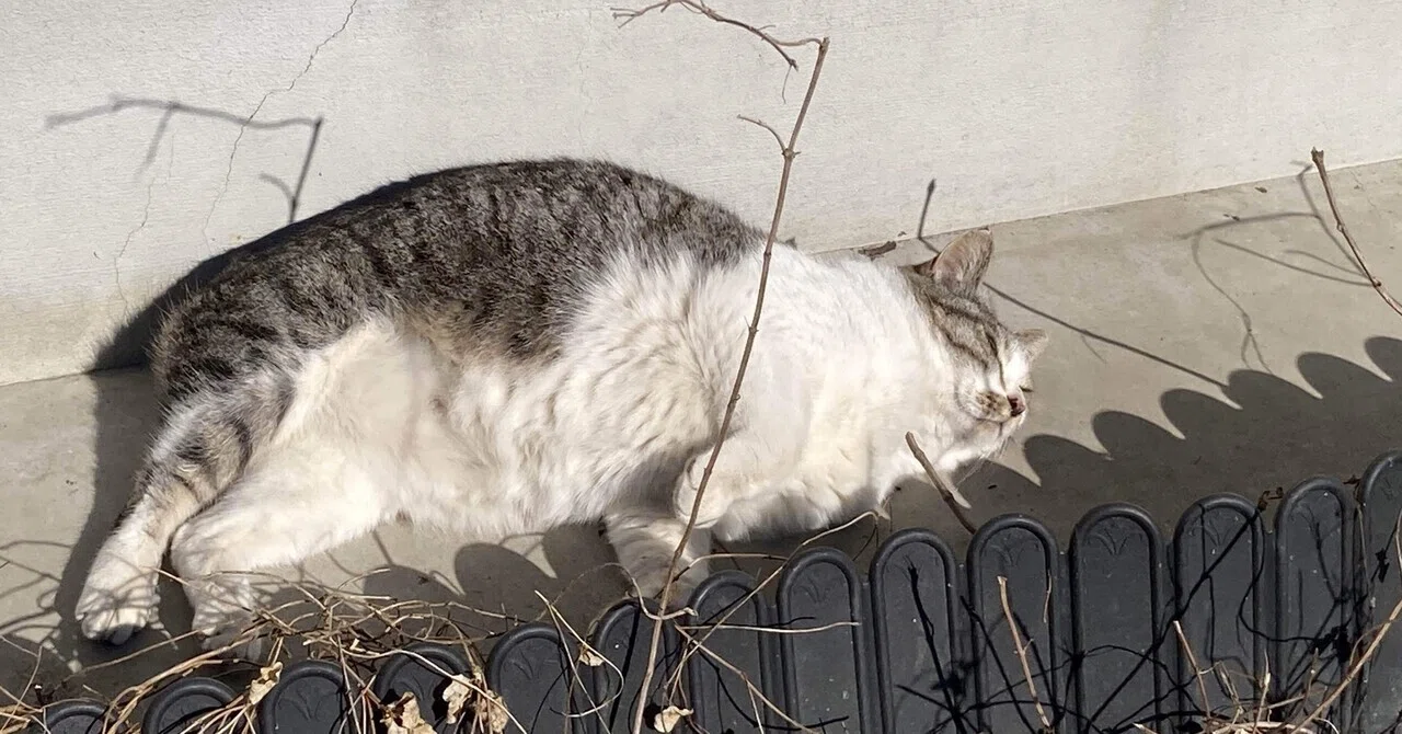 ボス猫は、無双する。｜猫様とごはん