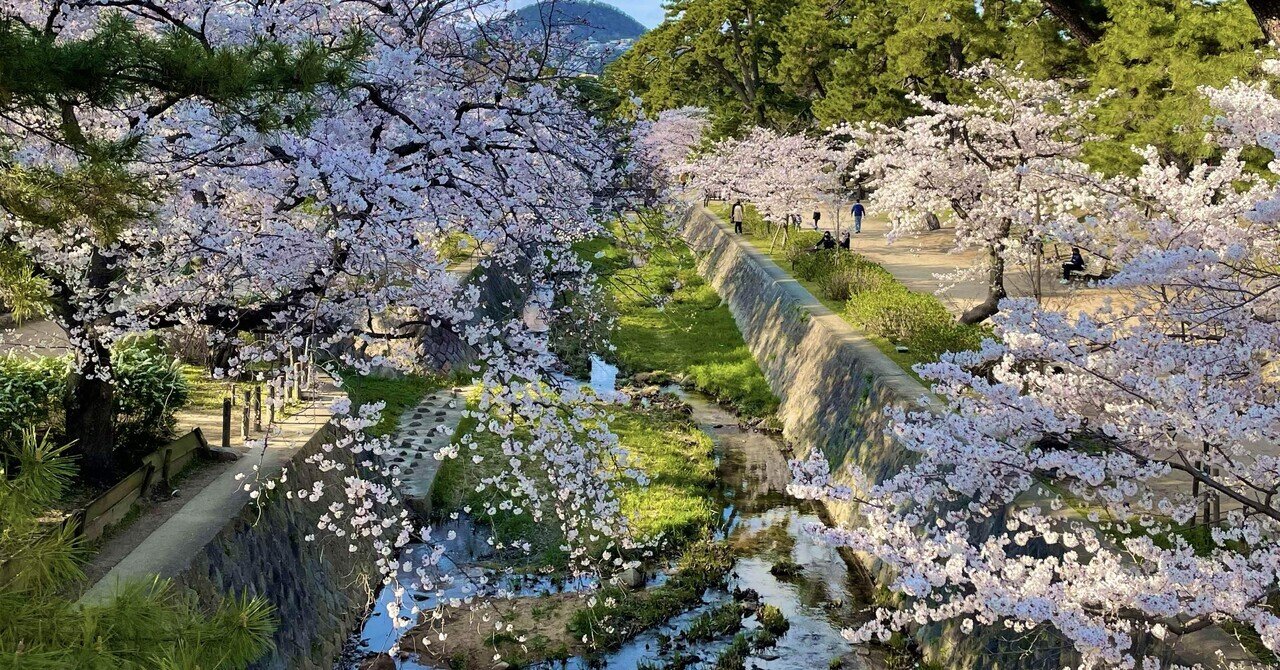 桜の夙川｜S.Kのサムネイル画像